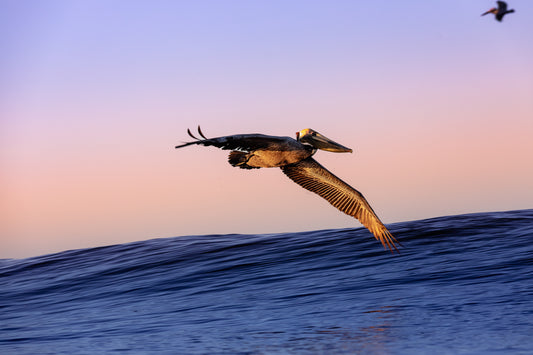 Pelicans