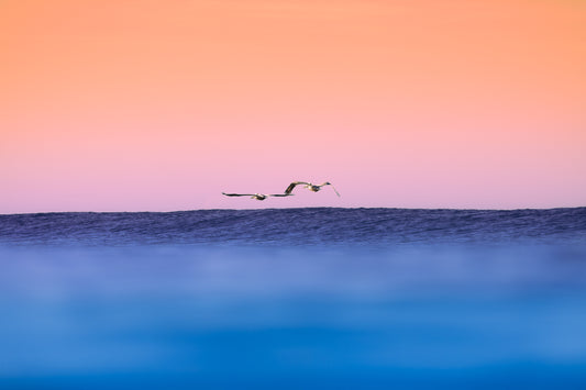 Costa Rican Pelicans